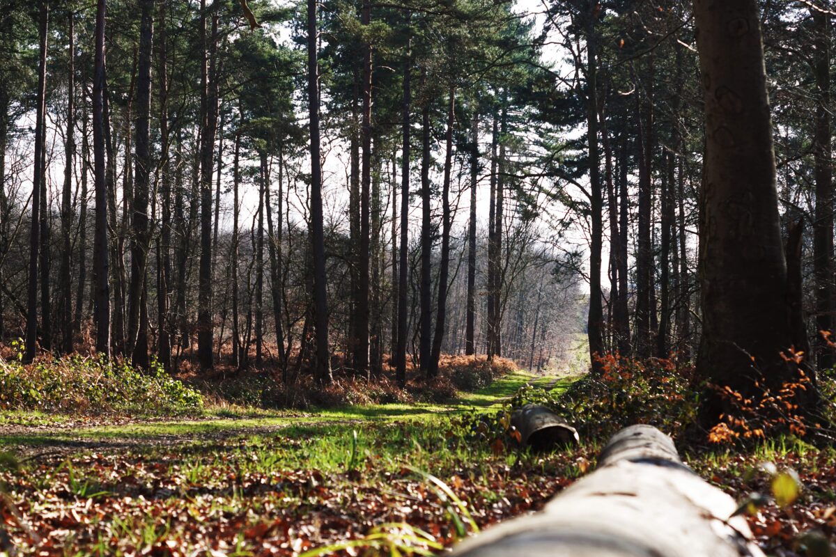 Balade dans la forêt de Hez-Froidmont